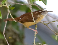 Carolina Wren 3707